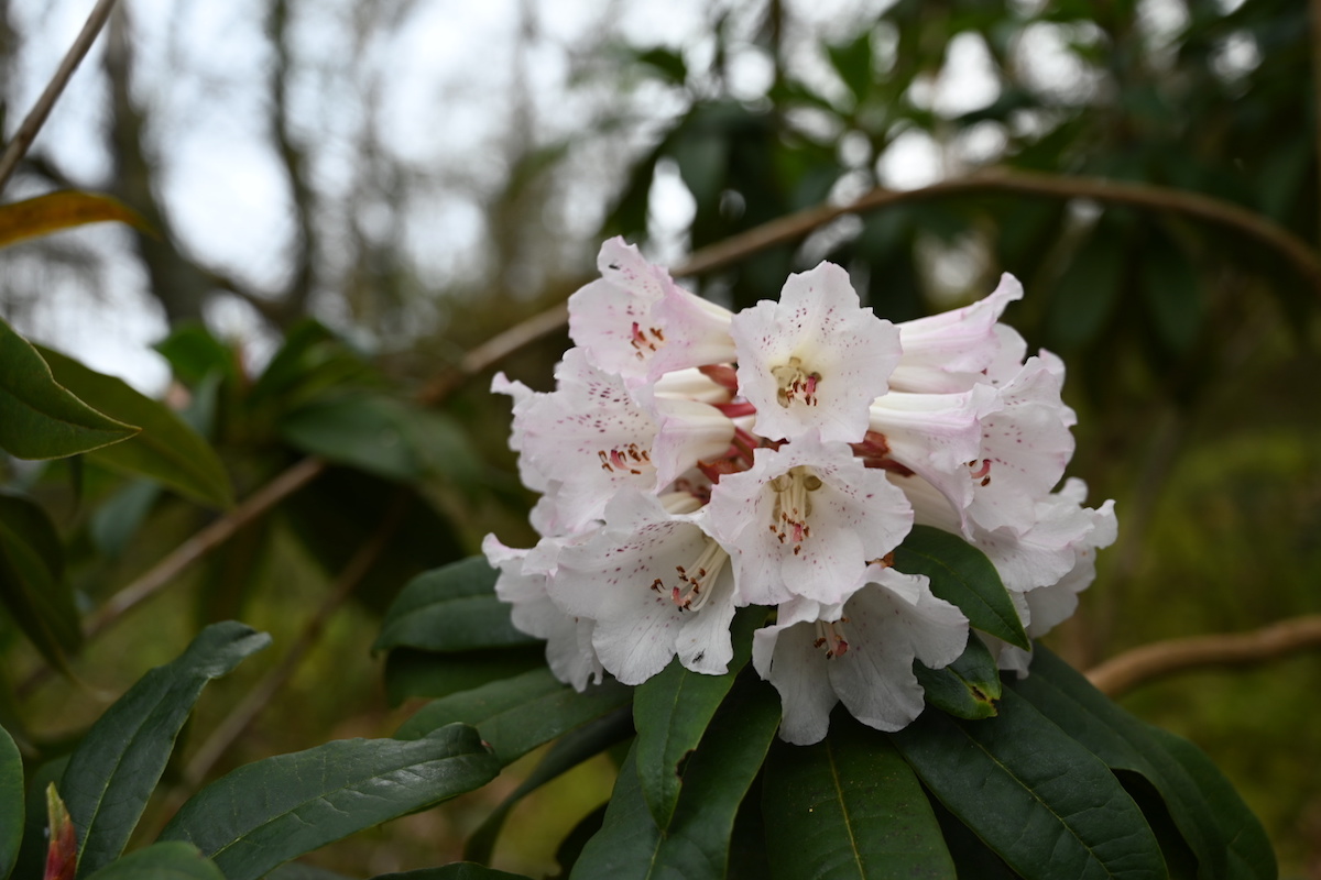 R. irroratum